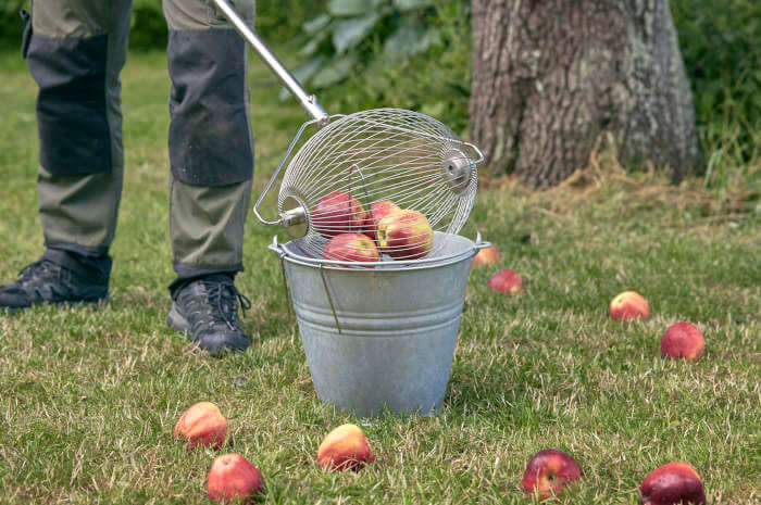 Man tömmer äppelplockare full med äpplen i en hink efter att han är klar med äppelplockning